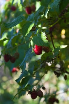 Green raspberry-bush with ripe red juicy berries