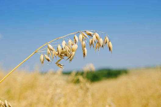 oats closeup under cloudy sky