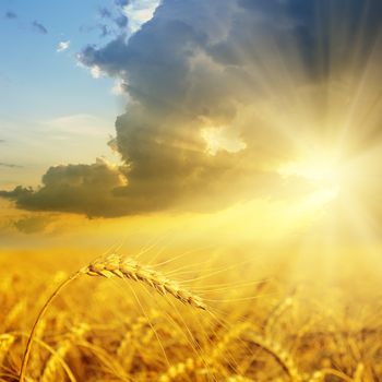 field with gold ears of wheat in sunset