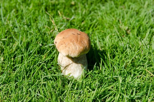 edible mushroom is in a grass