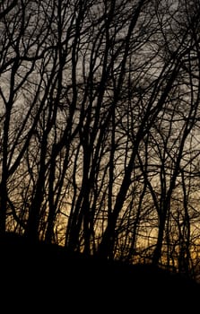 Branch of tree at sunset