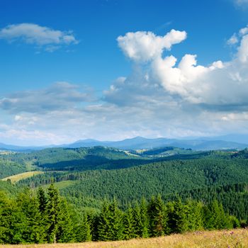 Beautiful green mountain landscape with trees in Carpathians