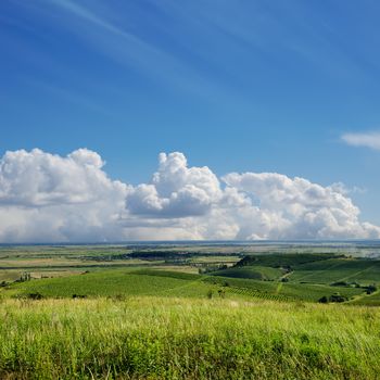 view to vineyard. Ukraine, Trans-carpathian