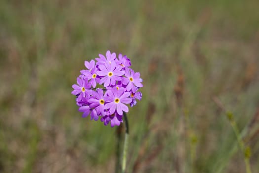 Bird's-eye primrose, Resurgence of Flambro