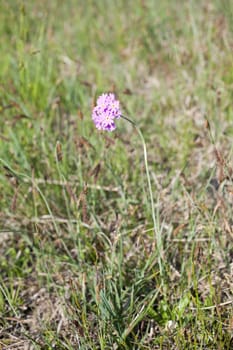 Bird's-eye primrose, Risorgive del flambro