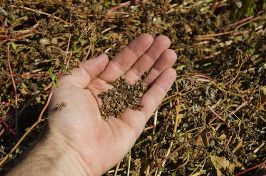 buckwheat in hand over field