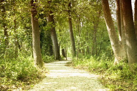 View of a Road betweenTrees