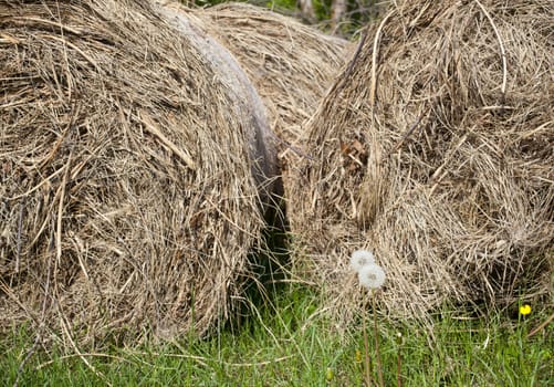 Bales of hay in the countryside
