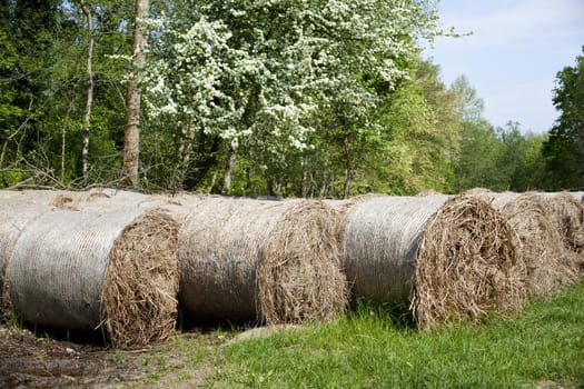 Bales of hay in the countryside