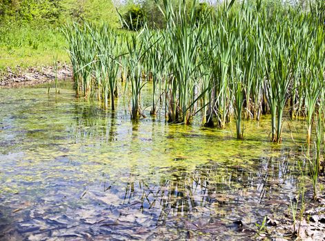 View of Biotope, resurgences of Flambro