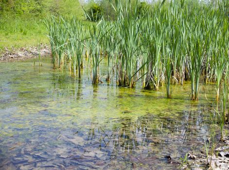 View of Biotope, resurgences of Flambro