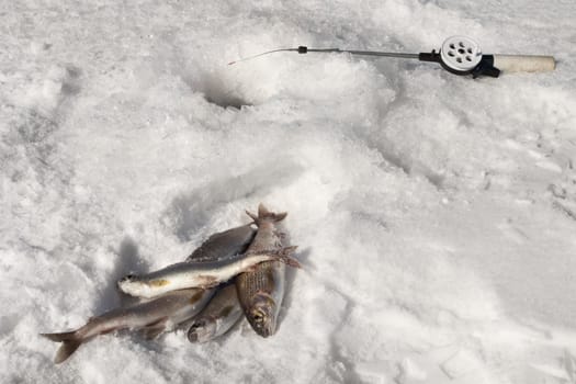 Caught on winter fishing fish grayling