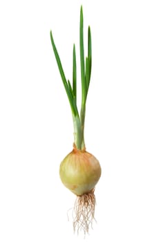 Sprouting onions - isolated on white background

