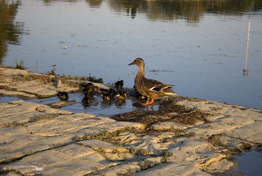 Duck and sons in the river