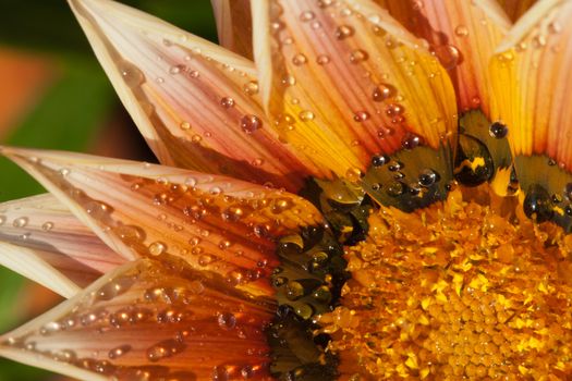 Beautiful Gazania Flower after Rain