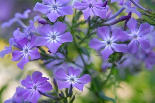 Blue phloxes blossoming in a garden