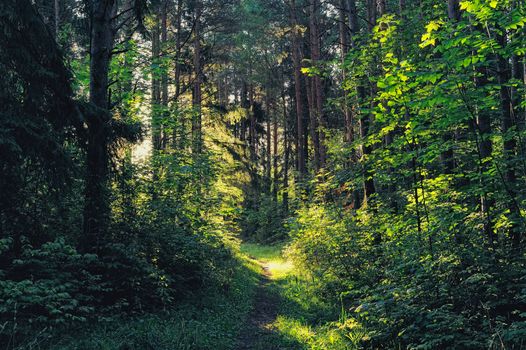 Narrow path between trees in the mixed forest