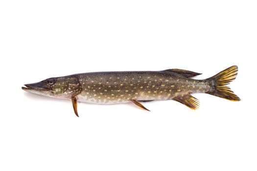 Pike, it is isolated on a white background