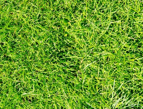 Green grass texture background