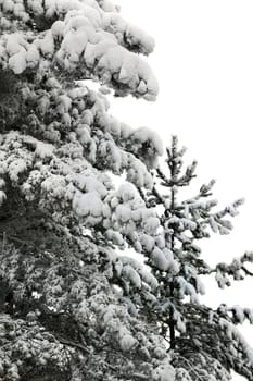 Filled up with a snow of a pine in frosty day