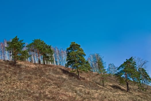 Green a pine in the spring on a background of the blue sky