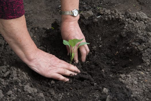 Hands of the elderly woman of cabbage landing seedling