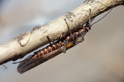 Insect "plecoptera" on a branch close up
