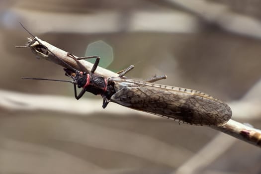 Insect "plecoptera" on a branch close up