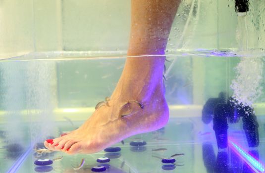 Foot fish care in a beauty foot salon