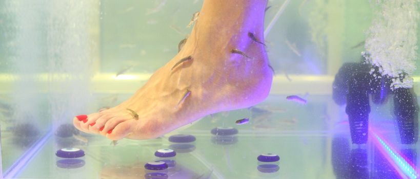 Foot fish care in a beauty foot salon
