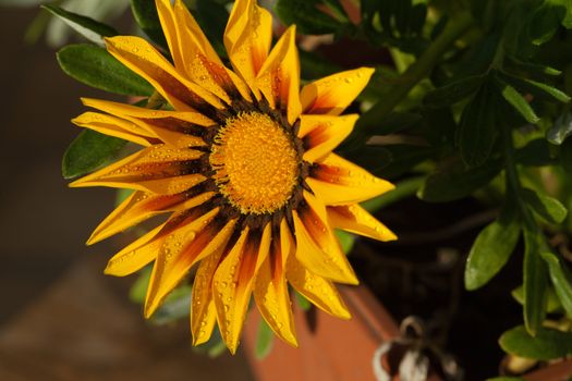 Beautiful Gazania Flower after Rain
