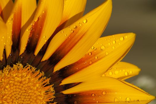 Beautiful Gazania Flower after Rain