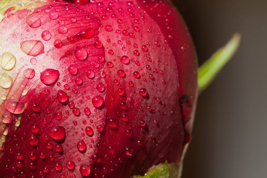 bud of peony flower after rain