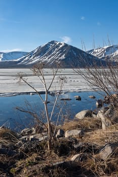 Dry plants and  blooming willow on the bank of lake in mountains