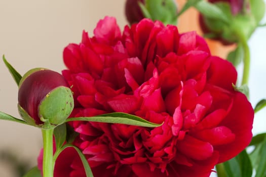  peony flower