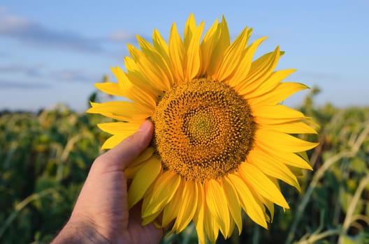 hand showing sunflower over field