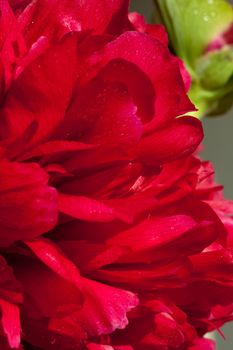  peony flower after rain