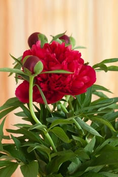 bud of peony flower
