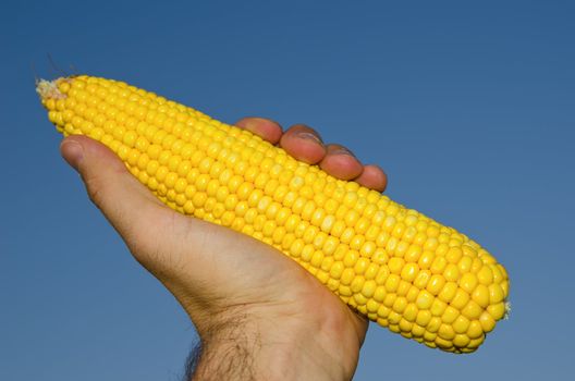 fresh golden maize in hand