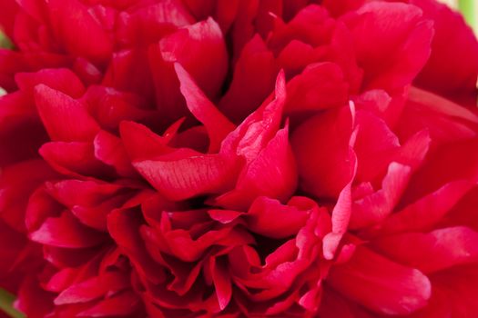  peony flower