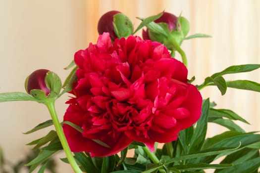  peony flower