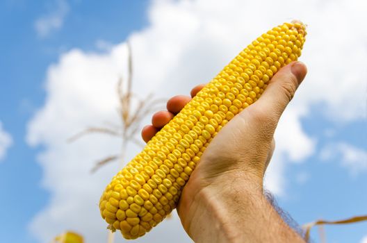 fresh golden maize in hand