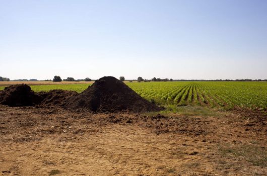 Manure on a field, Spain
