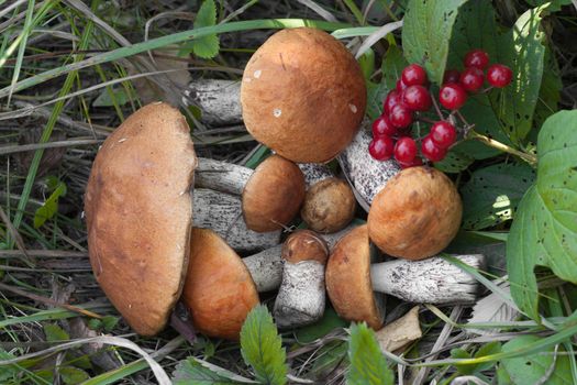 Beautiful orange-cap boletus with an orange hat