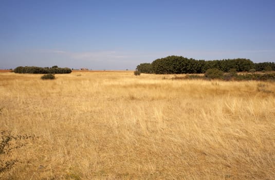 Field after harvest in Spain