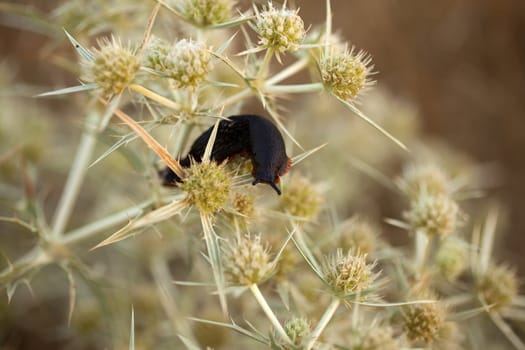 Snails without house on the bush