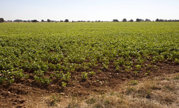 A field of green vegetable