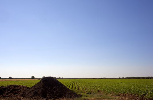 Manure on a fiel, Spain