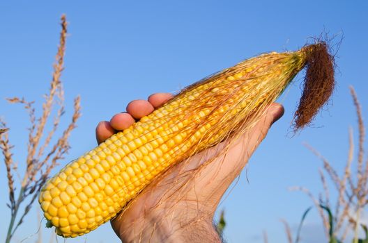 fresh golden maize in hand