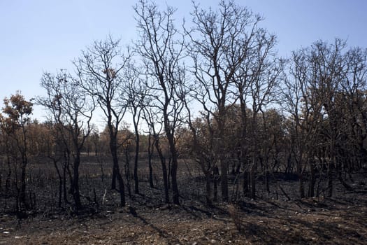 The dry grass in the field burned